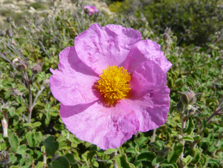 Cistaceae della Riserva Naturale Orientata Torre Salsa